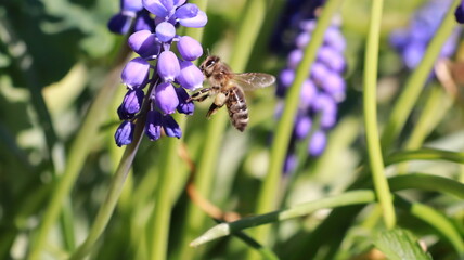 Bee on a Muscari Botryoides flower in a garden