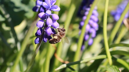 Bee on a Muscari Botryoides flower in a garden