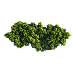 Obraz premium Aerial View of Lush Green Bush on White Background