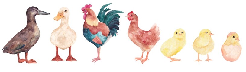 Set of domestic birds: ducks, chicken, rooster and goose. Watercolor illustrations on a white background