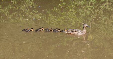 A family of a female mallard and nine ducklings with a reflection of trees.