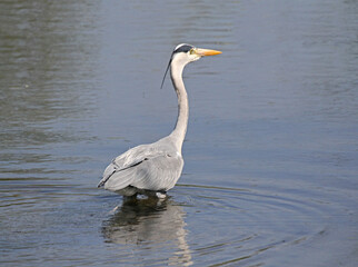airone cinerino (Ardea cinerea) in caccia