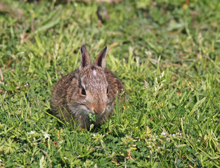coniglietto selvatico appena svezzato