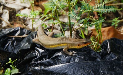 Eutropis multifasciata, often called the garden lizard, this reptile is often found in rice fields and gardens.