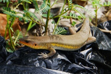Eutropis multifasciata, often called the garden lizard, this reptile is often found in rice fields and gardens.
