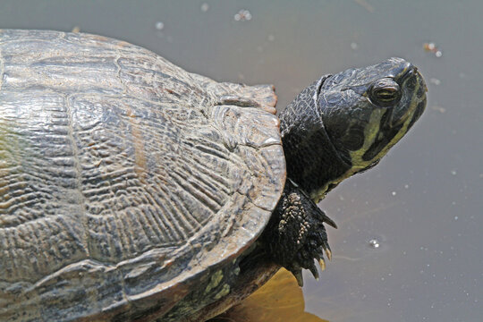 becco e unghie in primo piano (Trachemis scripta)