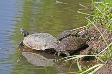 una volta erano piccole graziose tartarughine da acquario (Trachemis scripta)