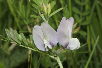 pallidi fiori di veccia (Vicia granduflora)