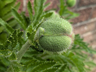 Unopened flower head of a poppy