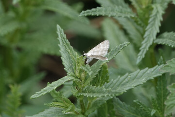 A Grass Rivulet moth (Perizoma albulata) on the leaves of  Yellow Rattle