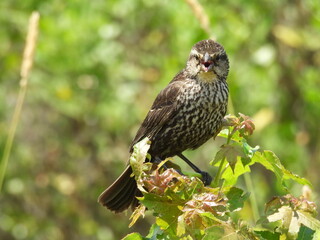 Female, red-winged blackbird, singing a lovely tune. Bombay Hook National Wildlife Refuge, Kent County, Delaware. 