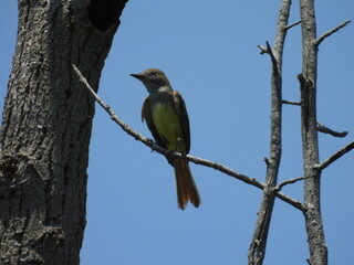 Great crested flycatcher, perched on a branch within the wetland forest of the Bombay Hook National Wildlife Refuge, Kent County, Delaware. 