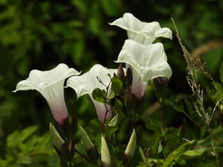 A flowering wild potato vine, man of the earth, Ipomoea pandurata, growing within the wetlands of...