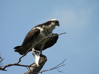 A hungry osprey, perched on a branch, with a fish in its talons. Bombay Hook National Wildlife Refuge, Kent County, Delaware. 