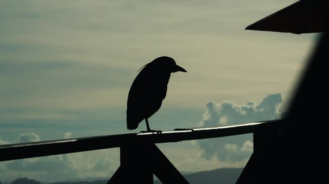 crow on a fence
