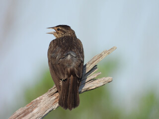 Female, red-winged blackbird, singing a lovely tune, within the wetlands of the Bombay Hook National Wildlife Refuge, Kent County, Delaware.