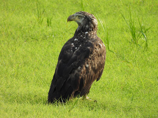 Juveile, bald eagle, enjoying a beautiful summer day, within the wetlands of the Bombay Hook National Wildlife Refuge, Kent County, Delaware.