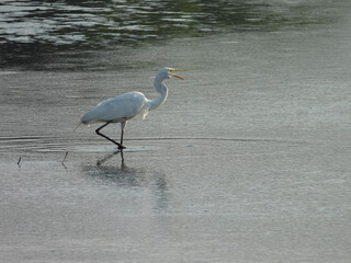A great egret wades through the shallow wetland water, making a loud croaking sound. Bombay Hook National Wildlife Refuge, Kent County, Delaware. 