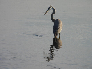 A hungry great blue heron, with its eyes on a fish, getting ready to strike quickly and devour its catch. Bombay Hook National Wildlife Refuge, Kent County, Delaware.