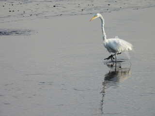 A hungry great egret wading through the shallow wetland water in search of fish to eat. Bombay Hook National Wildlife Refuge, Kent County, Delaware.