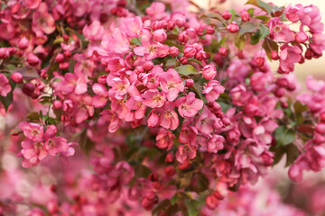 Apple tree branch in bloom in spring. Pink purple red floral abstract flowers background with bokeh