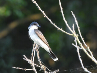 Eastern kingbird perched on a branch, within the woodland forest, of the Bombay Hook National...