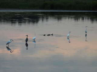 As the sunsets, casting a colorful light upon the wetland water, egrets and herons fish for food, while a small group od ducks swim by. Bombay Hook National Wildlife Refuge, Kent County, Delaware. 