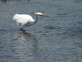 A hungry great egret wading through the shallow wetland water in search of fish to eat. Bombay Hook National Wildlife Refuge, Kent County, Delaware.