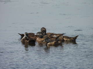 A group of young wood ducks, huddled together, within the wetland waters of the Bombay Hook...