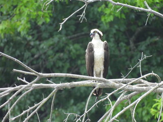 Osprey perched on a branch, panting, with its tongue out, to keep cool from the hot summer heat.Bombay Hook National Wildlife Refuge, Kent County, Delaware.