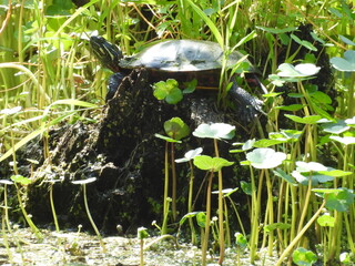 Eastern painted turtle relaxing on a withered tree stump, basking in the warmth of the sun, within...