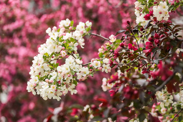 Pink red white apple blossom branch, blooming tree in garden. Spring floral flowers abstract background with bokeh