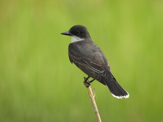 Eastern kingbird perched on a branch, within the Bombay Hook National Wildlife Refuge, Kent County, Delaware. 