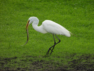A hungry great egret has caught an eel, and is trying to devour it. Bombay Hook National Wildlife...