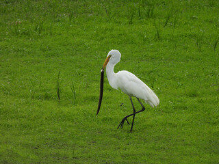 A hungry great egret has caught an eel, and is ready to devour it. Bombay Hook National Wildlife...