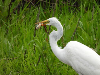 Fototapeta premium A great egret has caught a small catfish, preparing to swallow its prey whole. Bombay Hook National Wildlife Refuge, Kent County, Delaware.