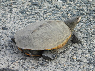 A diamondback terrapin crawling across gravel within the Bombay Hook National Wildlife Refuge, Kent County, Delaware.