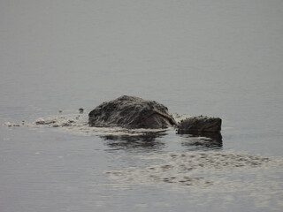 Snapping turtle swimming within the wetland waters of the Bombay Hook National Wildlife Refuge,...