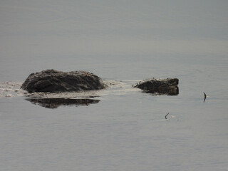 Snapping turtle swimming within the wetland waters of the Bombay Hook National Wildlife Refuge,...