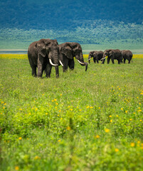 Elephants in the wild