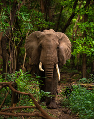 Elephants in the wild