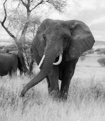 Elephants in the wild