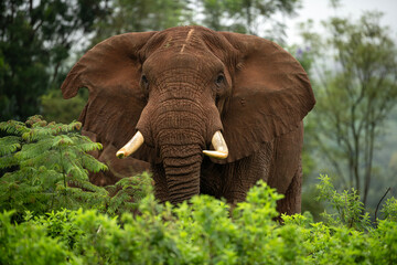 Elephants in the wild