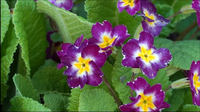 False oxlip flowers emerge in full bloom, their delicate petals forming vibrant clusters. Captured in a zoom-in motion, the scene highlights the plant&rsquo;s natural beauty in rich seasonal greenery.