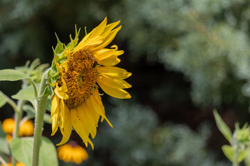 Ragged edged Sunflower full of pollen isolated against a blurred background.