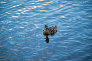 Duck floating peacefully on rippling water