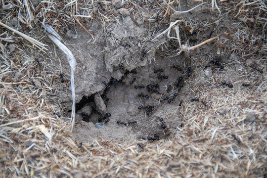 Ants anthill on sandy soil surface - Powered by Adobe