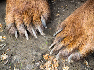 Close-Up of Bear Paws with Claws on Dirt