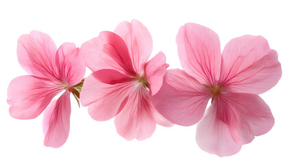 Obraz premium Trio of Delicate Pink Flowers