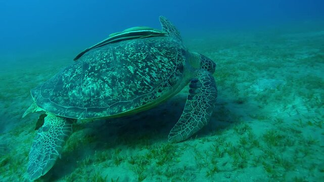 Follow shot of Sea turtle swims over sandy bottom covered with green sea grass, Slow motion of Great Green Sea Turtle, Chelonia mydas swimming over Smooth ribbon seagrass, Cymodocea rotundata